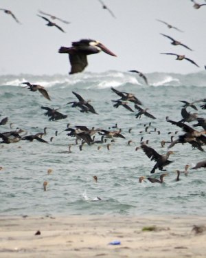 A brown pelican mixing it up with LOTS of double-crested cormorants.